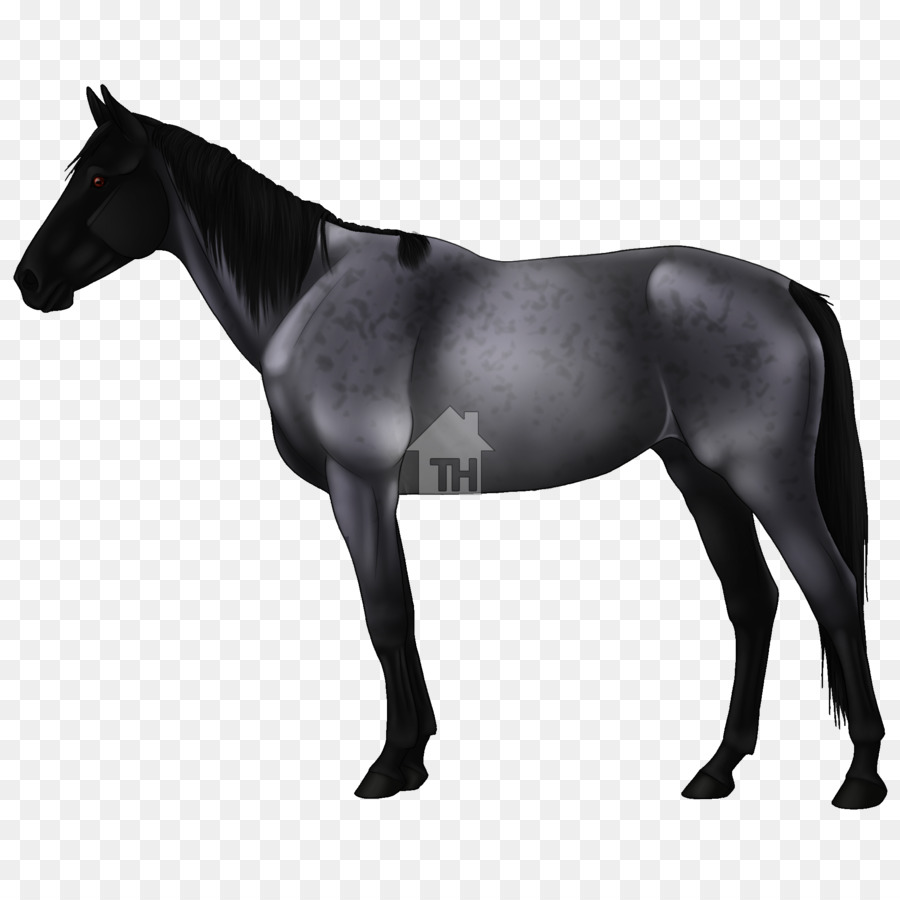 Mustang，Appaloosa PNG