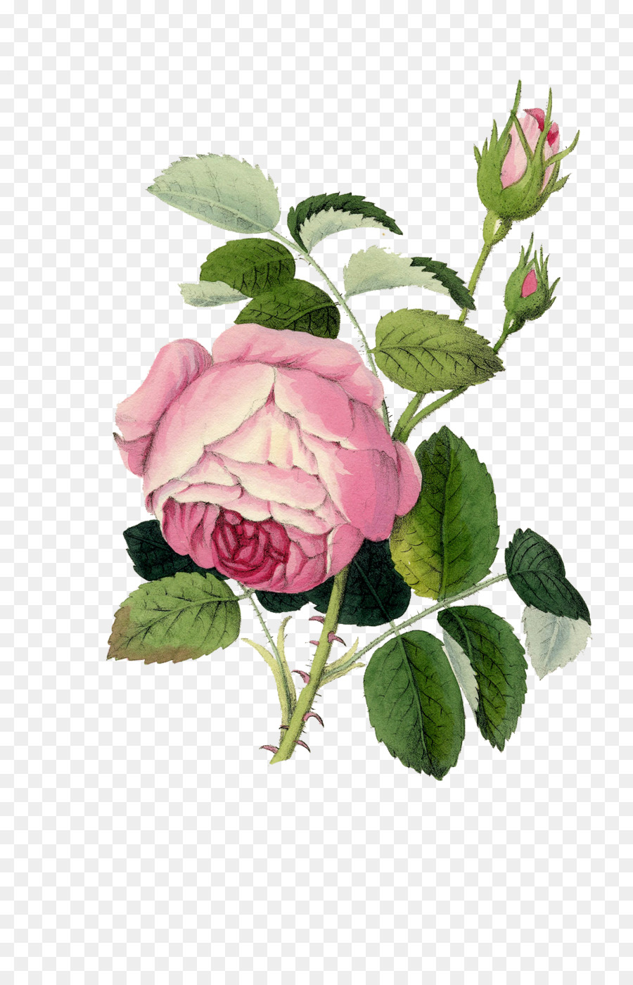 Rosa Rosa，Floración PNG