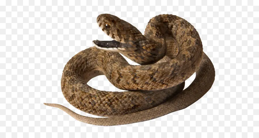 Las Serpientes，Víboras PNG