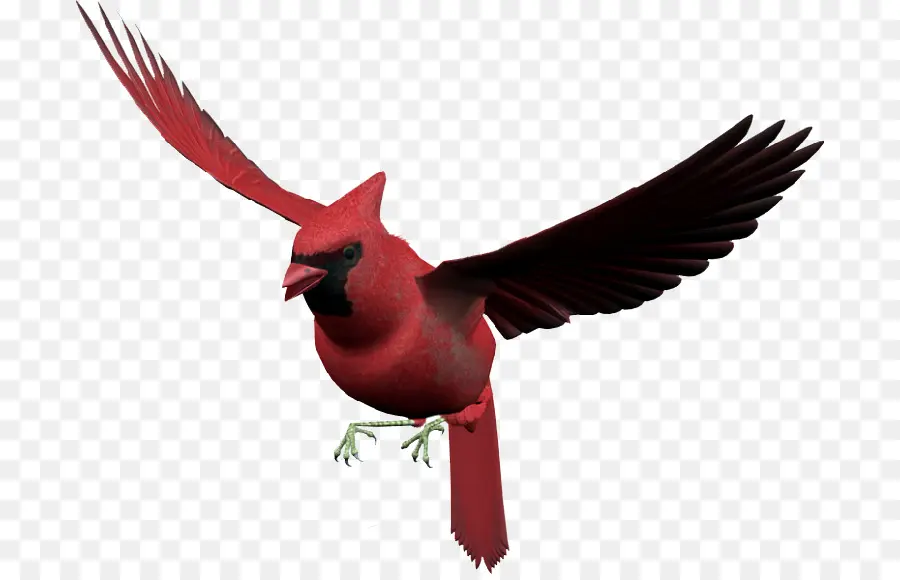 Aves，Vuelo PNG