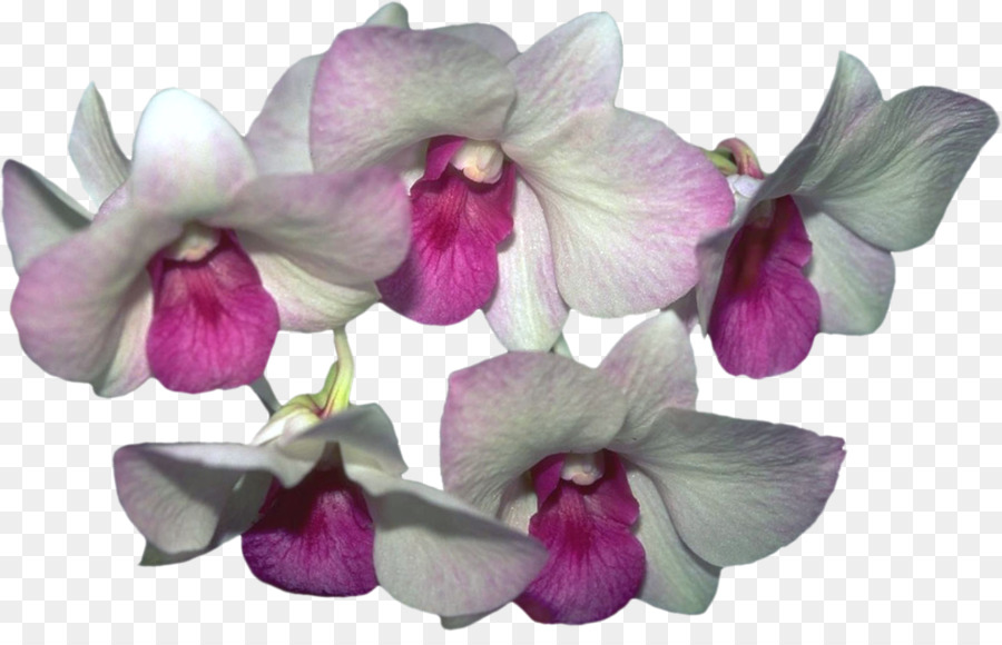 Las Orquídeas，La Polilla De Las Orquídeas PNG