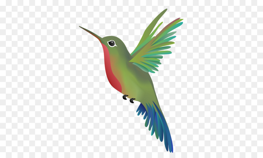 Colibrí，Aves PNG