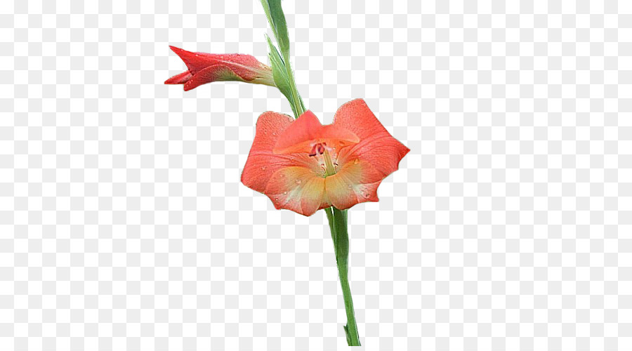 Amarilis，Jersey Lily PNG