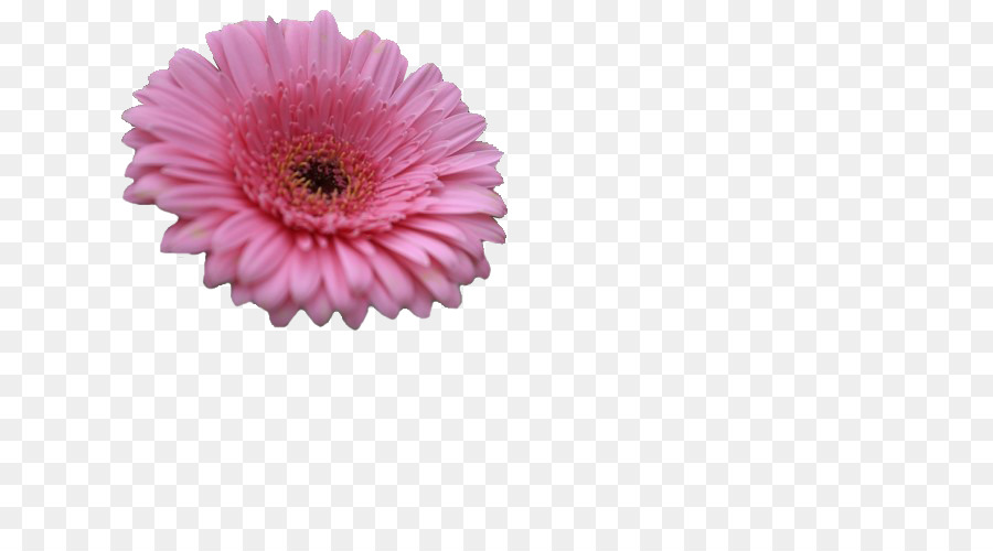 Flor Rosa，Florecer PNG