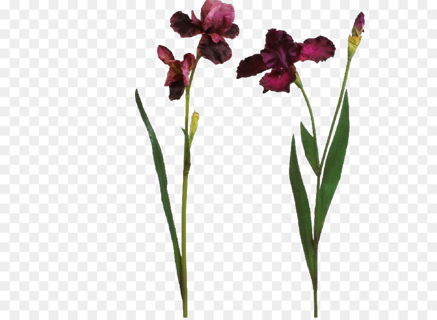 Flor De Iris，Florecer PNG