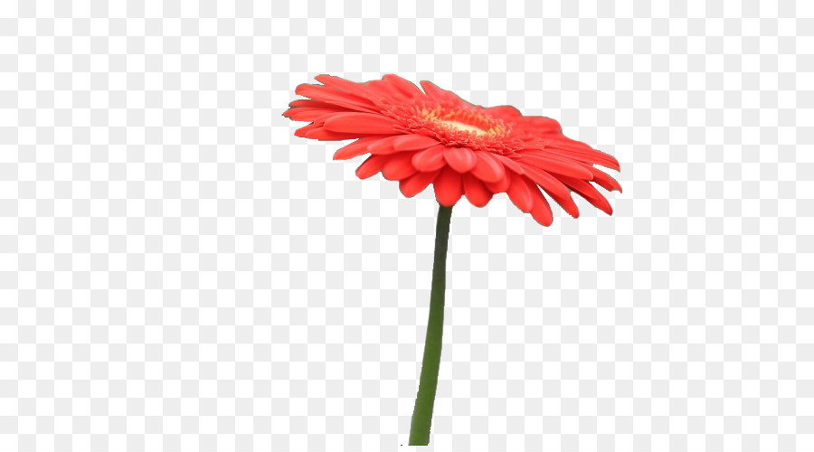 Una Fotografía De Stock，Transvaal Daisy PNG