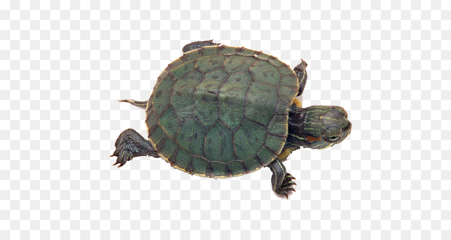 Tortuga，Chino De La Tortuga De Estanque PNG