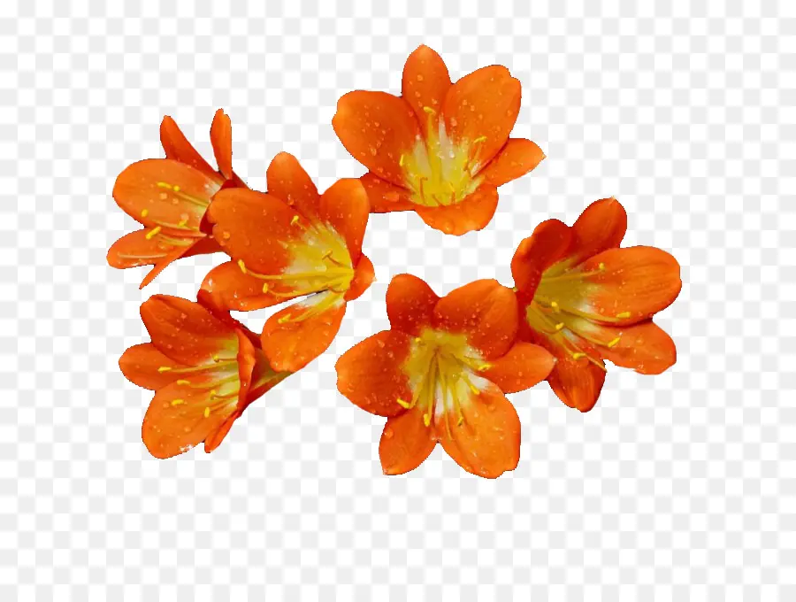 Las Flores Cortadas，Flor PNG