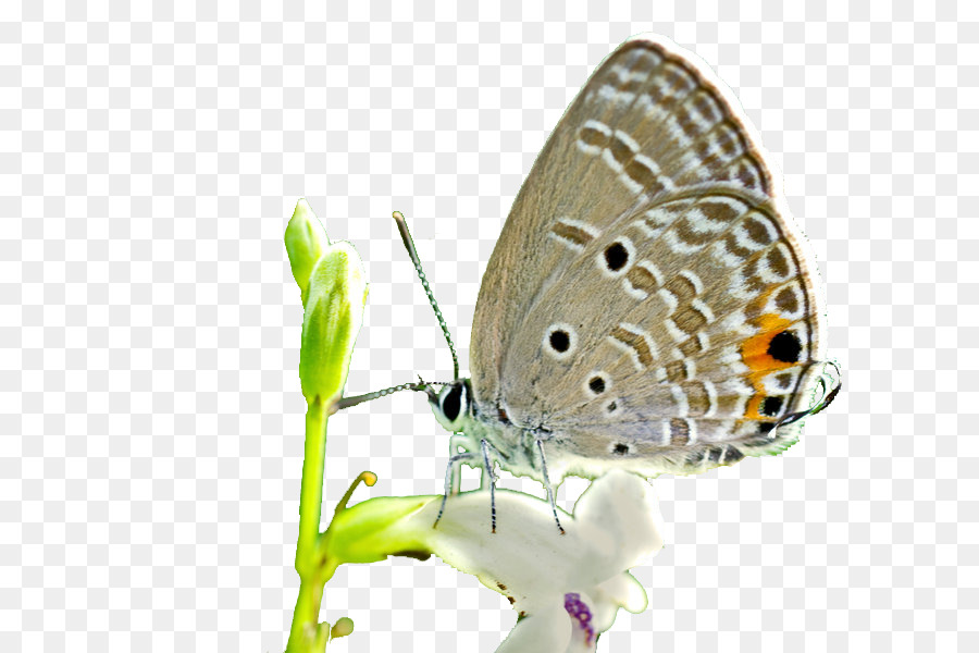 Mariposa En Flor，Naturaleza PNG