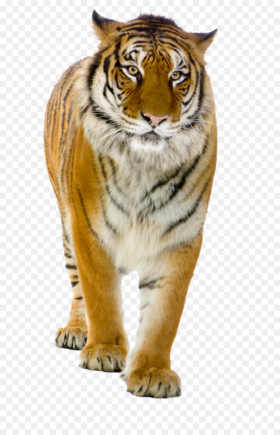 Tigre，Felino De Gran Tamaño PNG