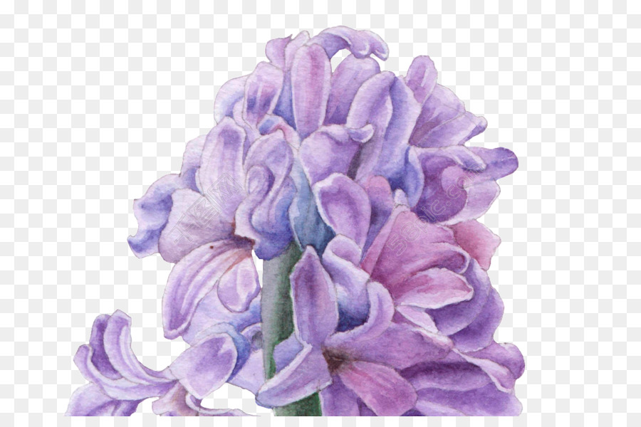 Flor，Púrpura PNG