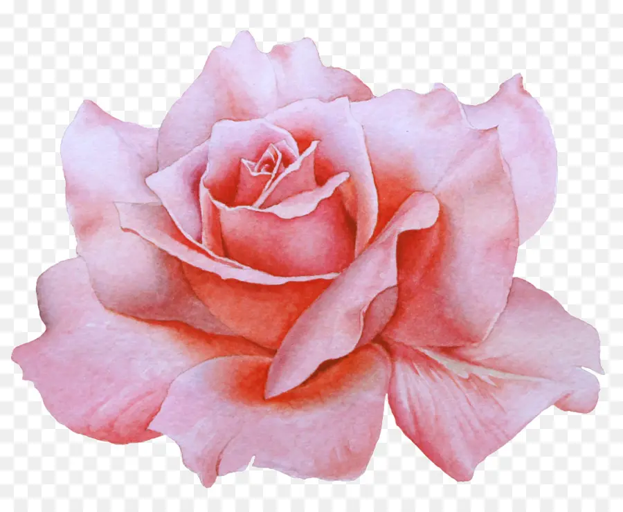 Rosas Rosadas，Flores PNG