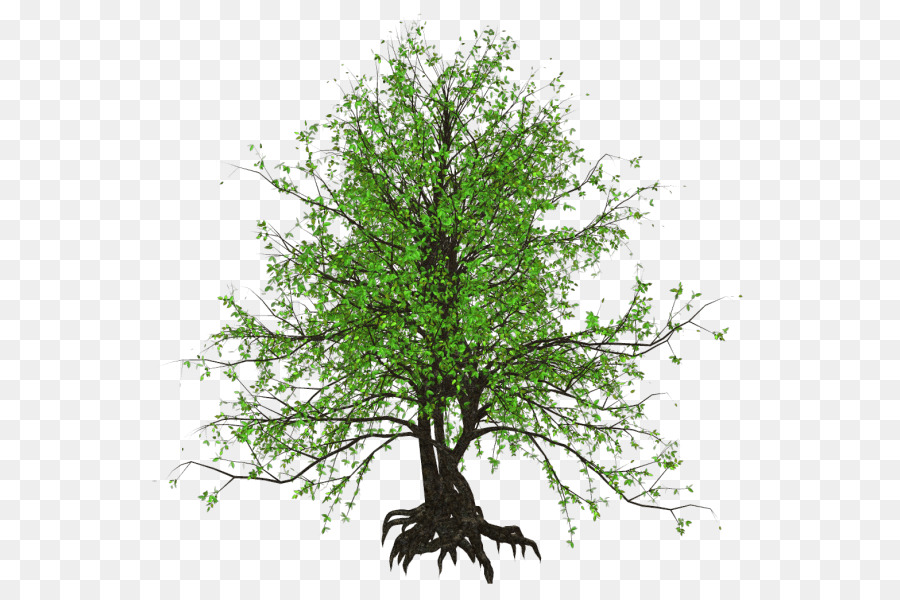 Árbol，Naturaleza PNG