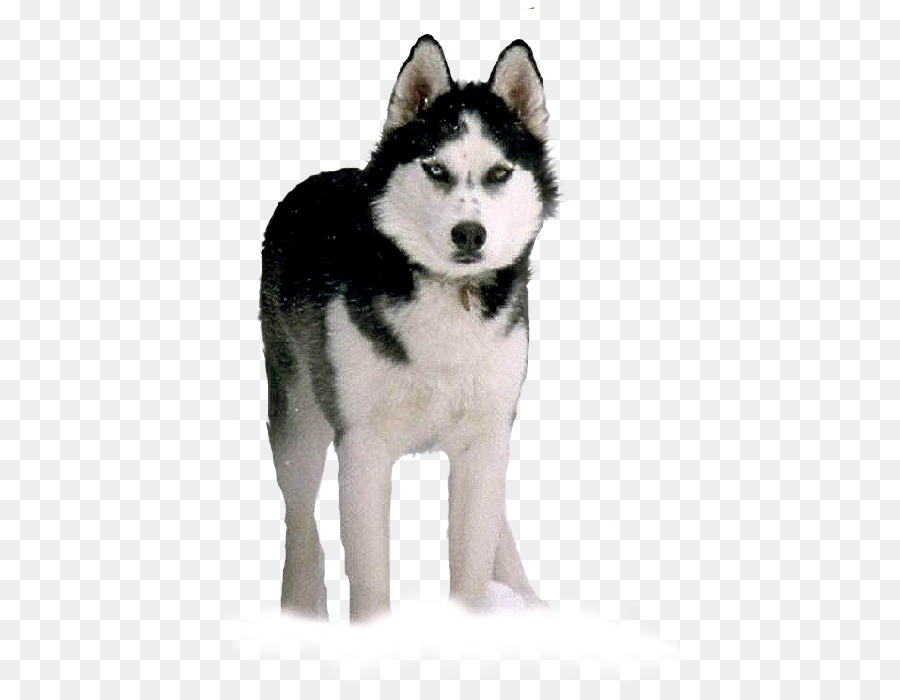 Perro Husky，Mascota PNG