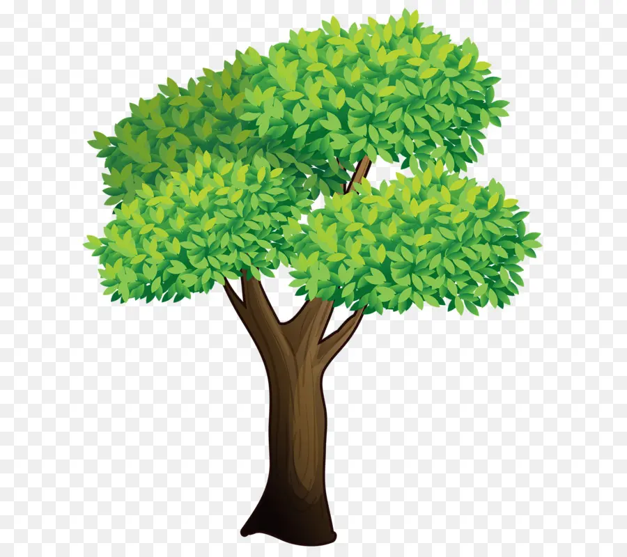 árbol，Planta PNG