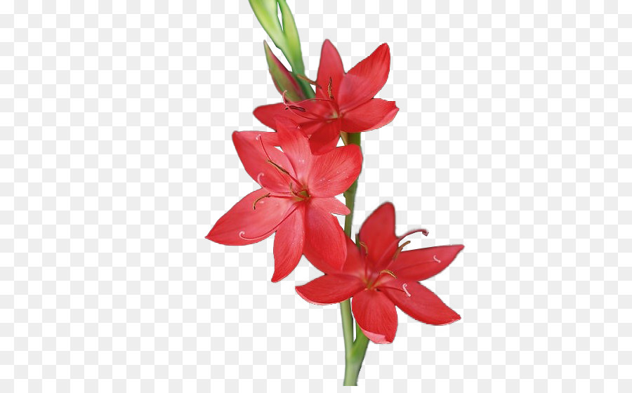 Las Flores Cortadas，Flor PNG