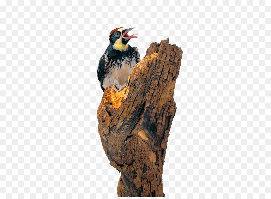 Woodpecker，Aves PNG