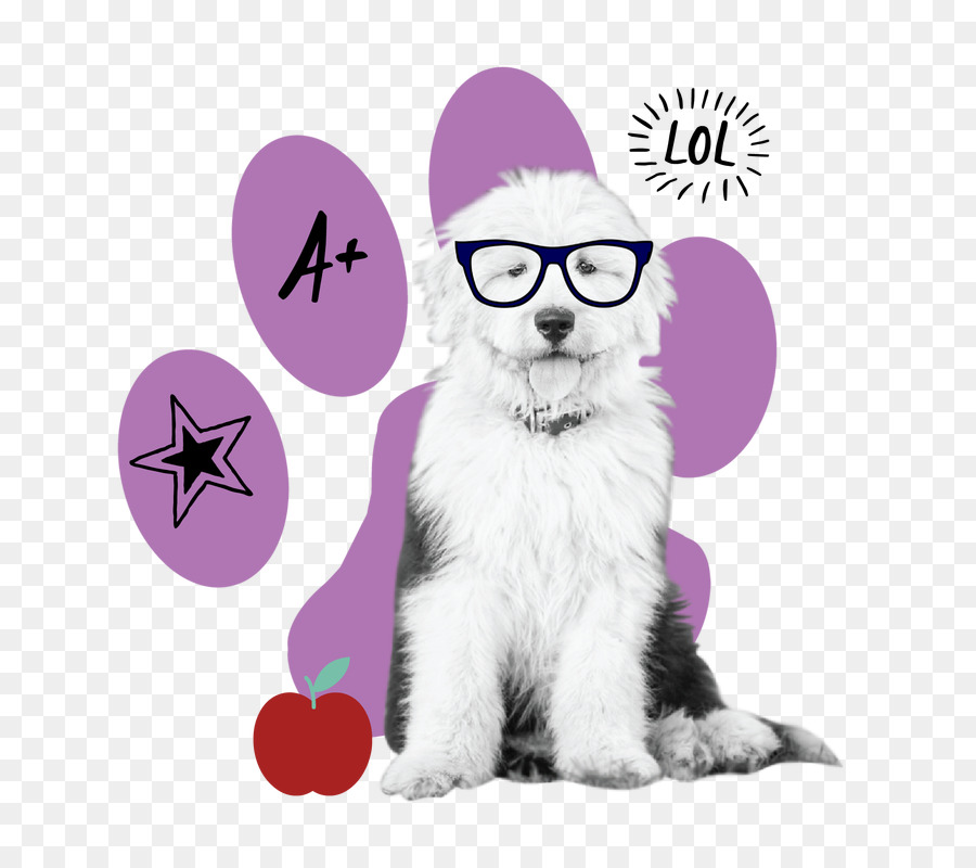 Gatito，Sheepadoodle PNG