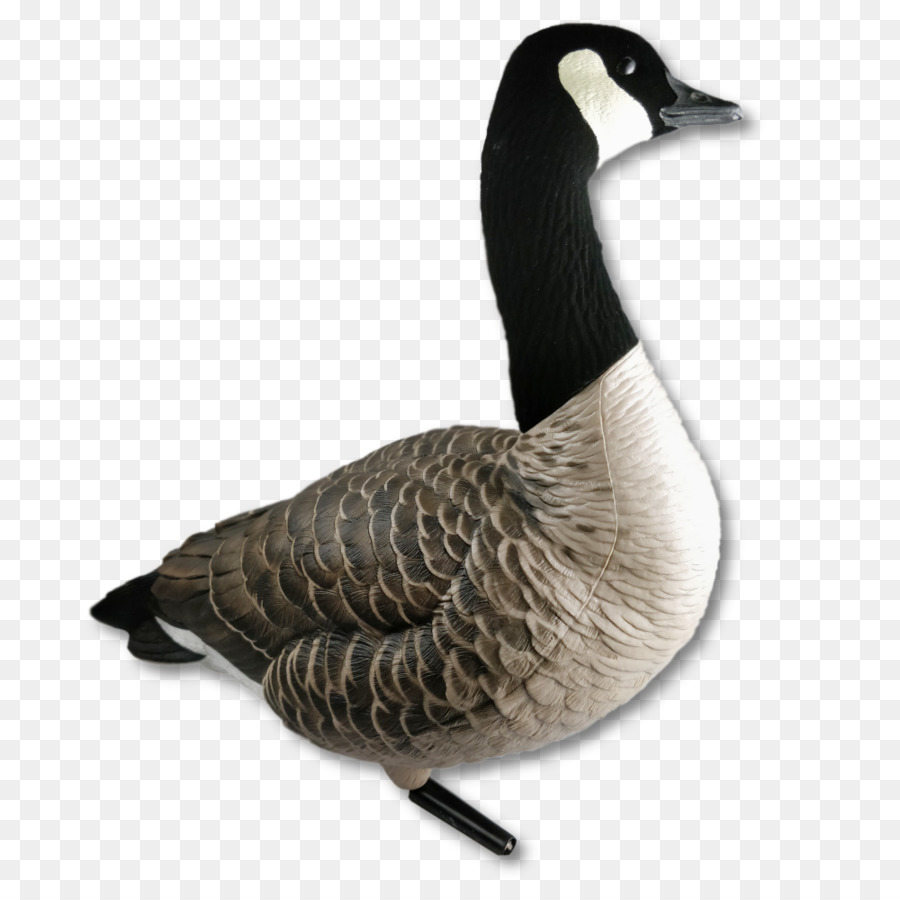 Ganso，Pato PNG