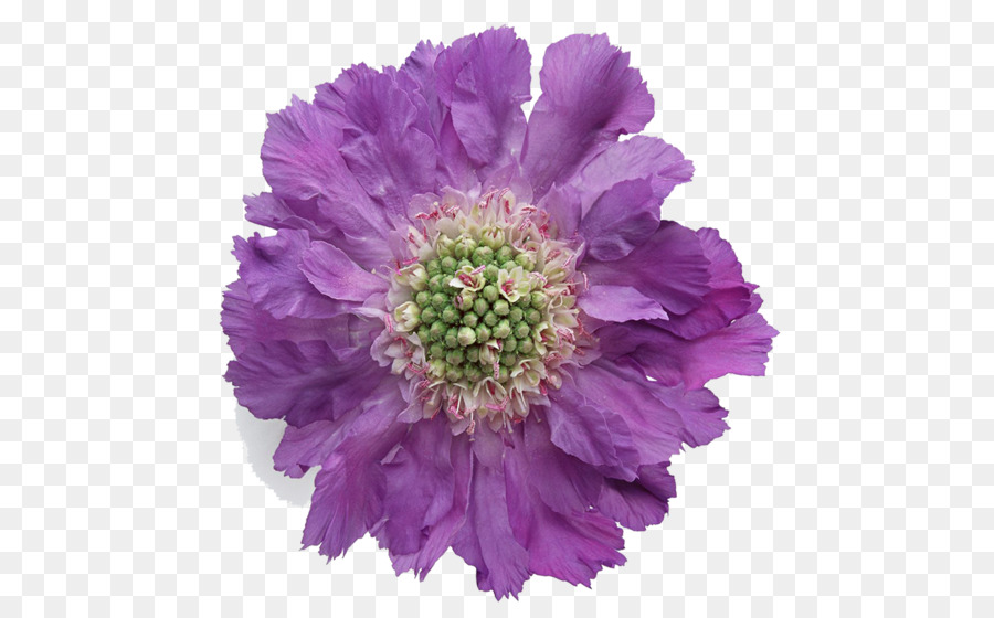 Una Fotografía De Stock，Flor PNG