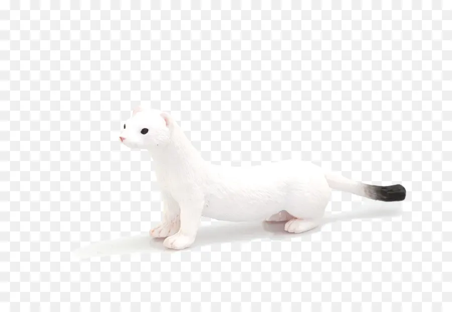 Armiño，Gato PNG