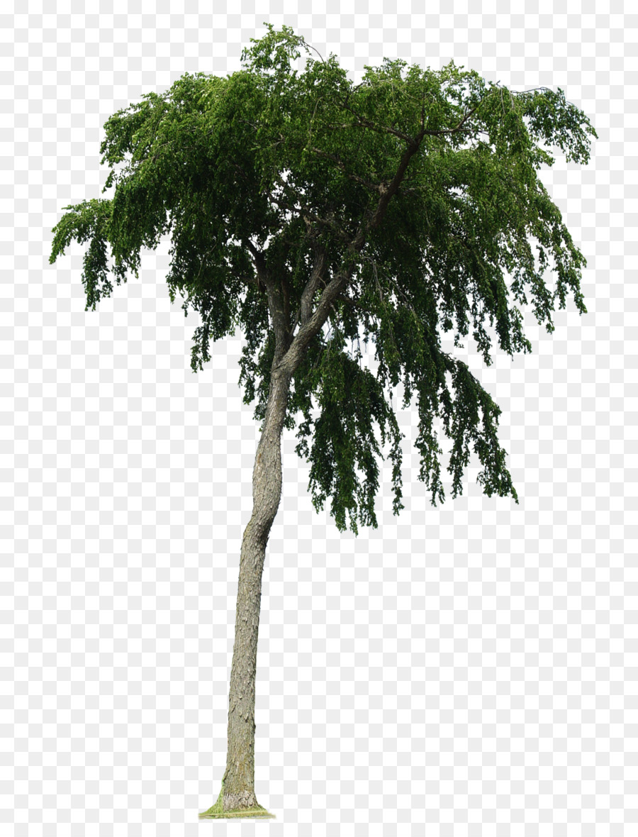 Árbol，Sucursales PNG