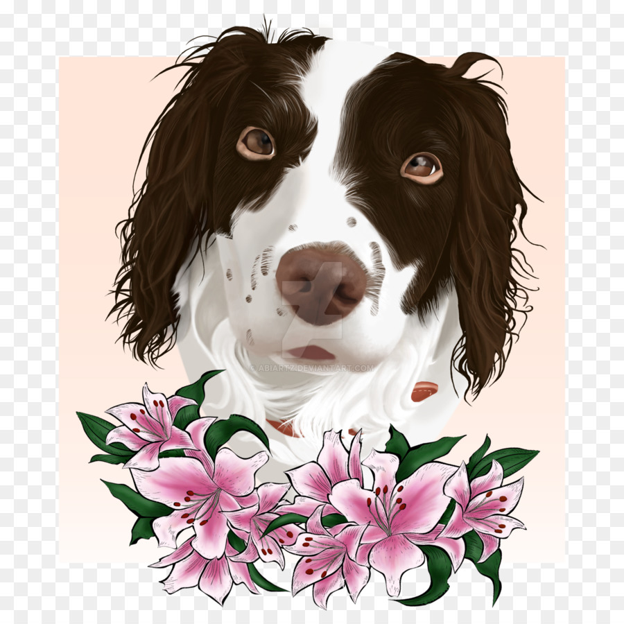 Springer Spaniel Inglés，Drentse Patrijshond PNG