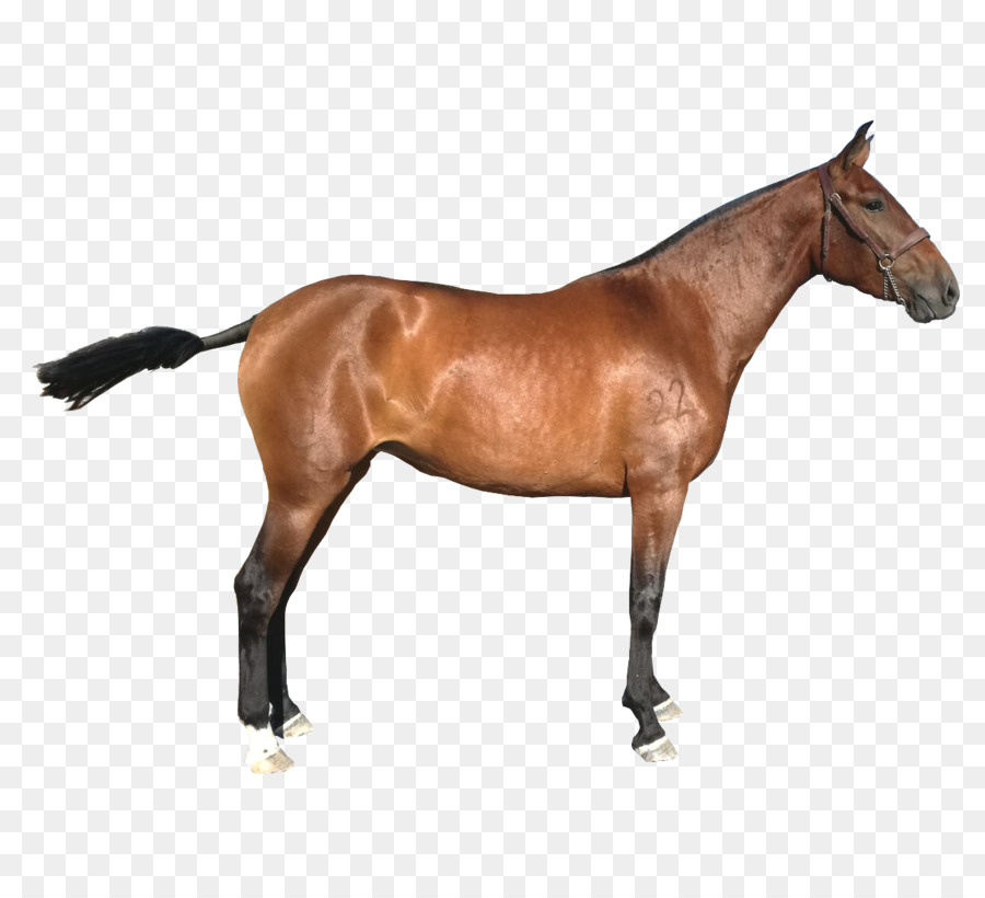 Caballo，Marrón PNG