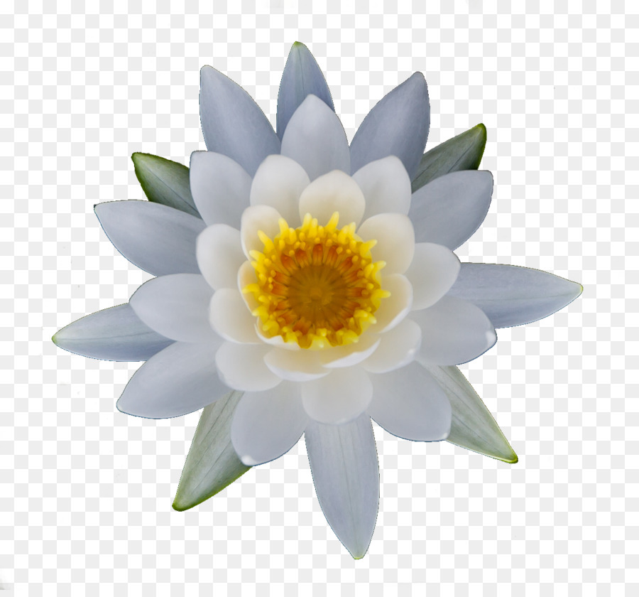 Flor Blanca，Florecer PNG