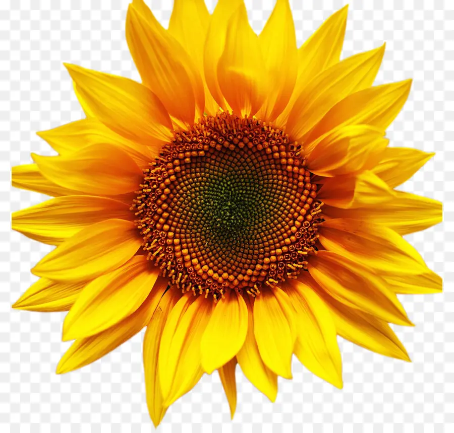 Girasoles Amarillos，Naturaleza PNG