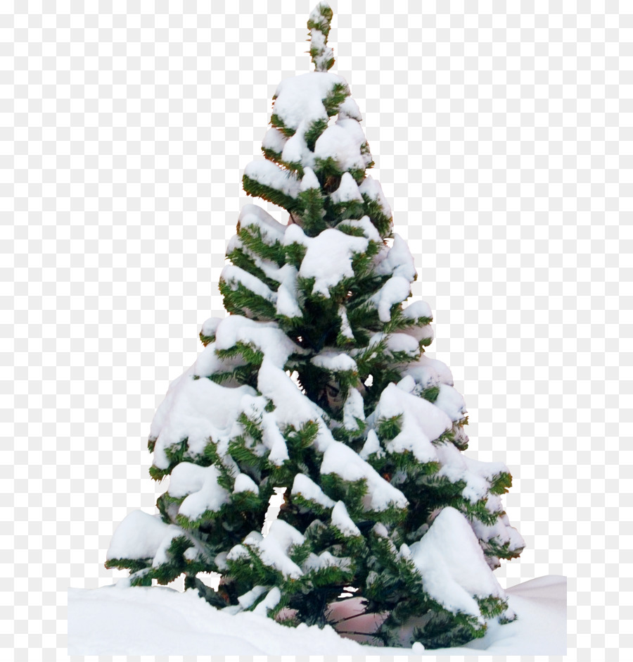 árbol Nevado，Invierno PNG