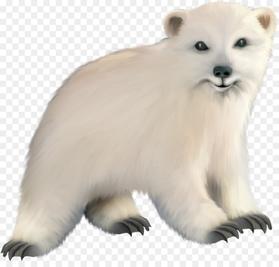 Oso Polar，Oso PNG