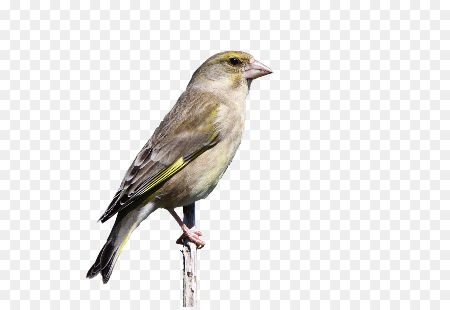 Gorrión，Aves PNG