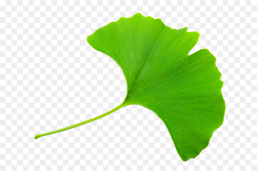 Hojas Verdes，Planta PNG