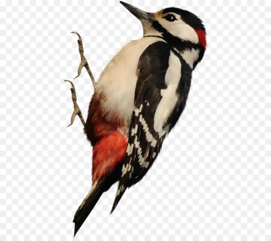 Woodpecker，Aves PNG