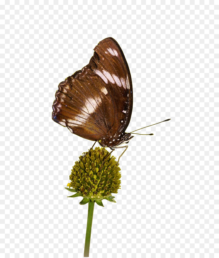 Brushfooted Mariposas，Gossamerwinged Mariposas PNG