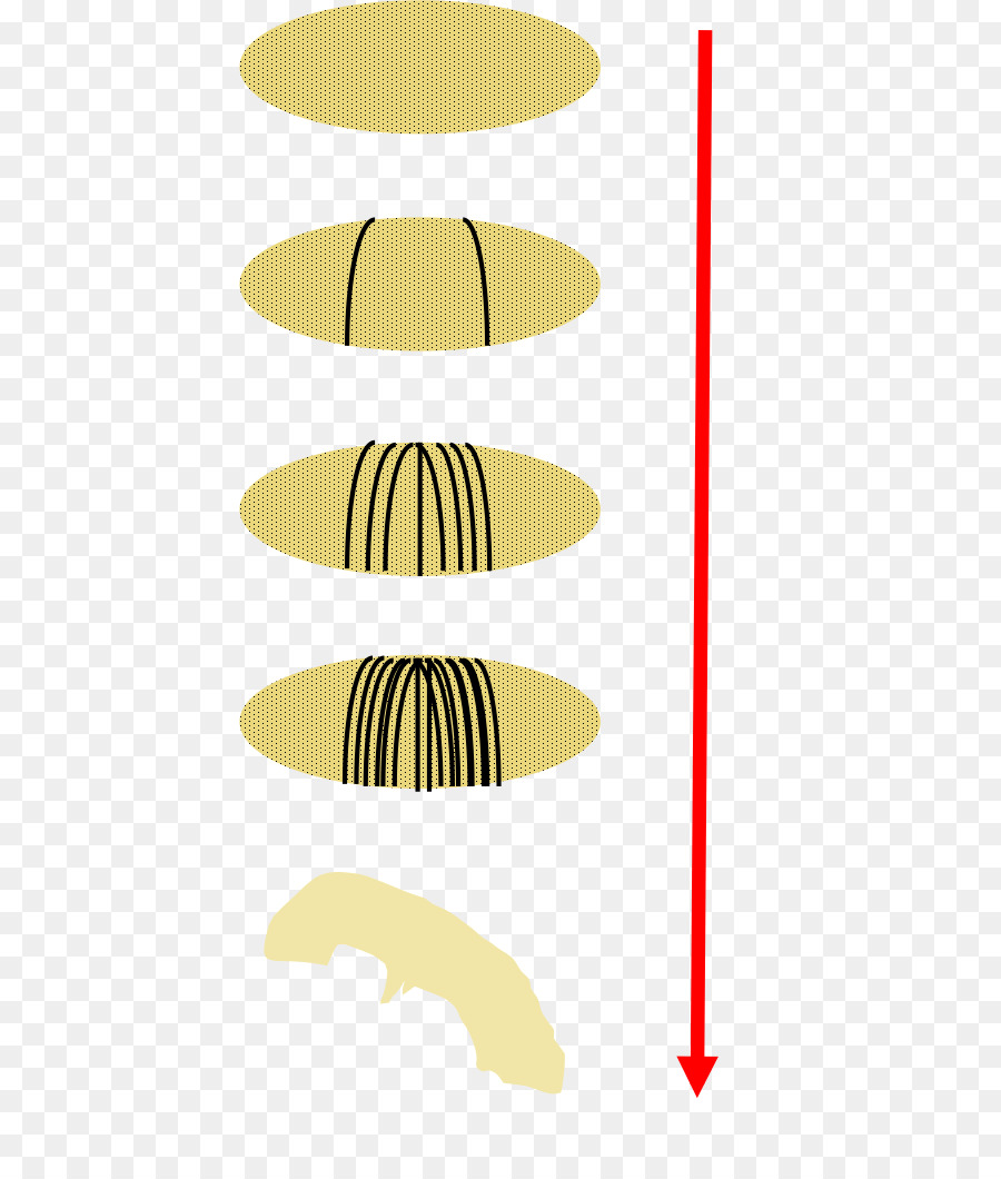 La Embriogénesis De Drosophila，Mosca De La Fruta Común PNG