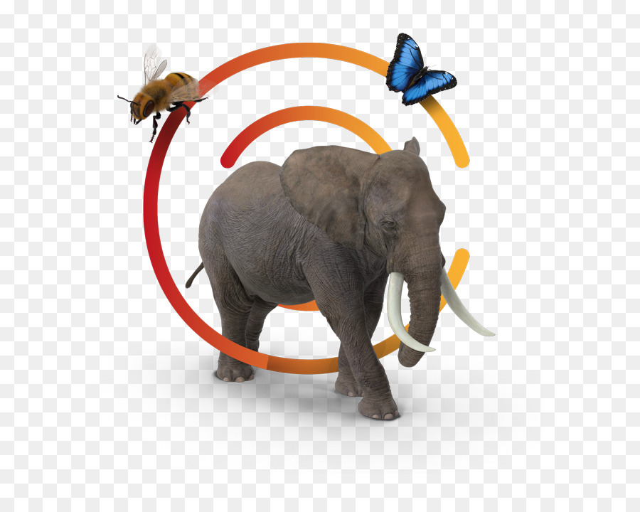 Elefante Indio，El Elefante Africano PNG