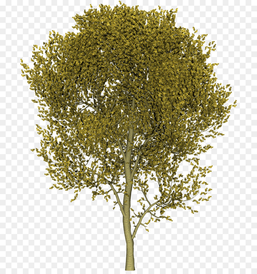 Árbol，Naturaleza PNG