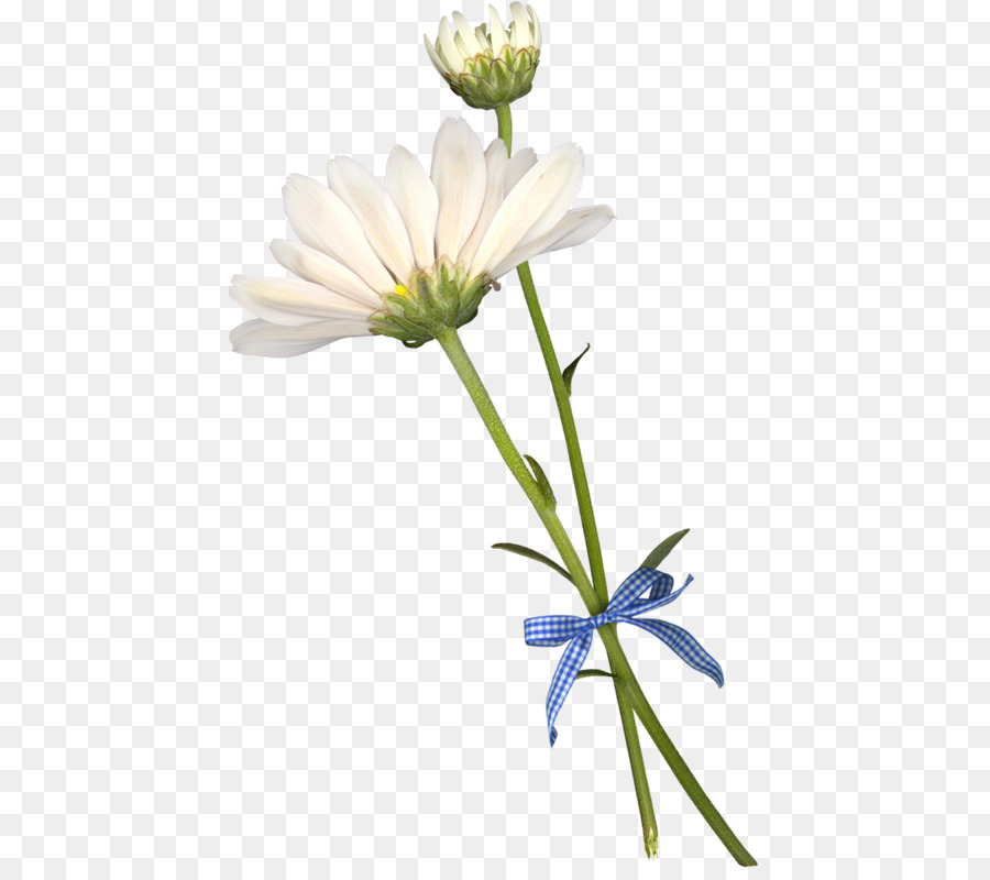 Común Daisy，Crisantemo PNG