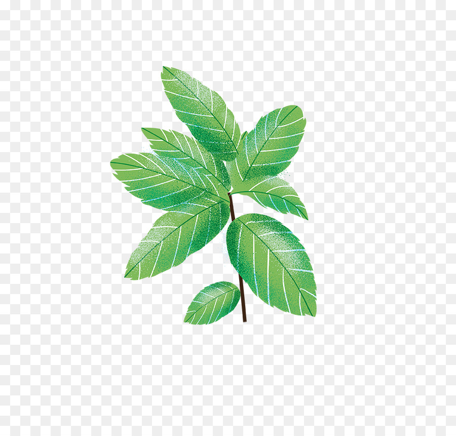 Hoja，Herboristería PNG