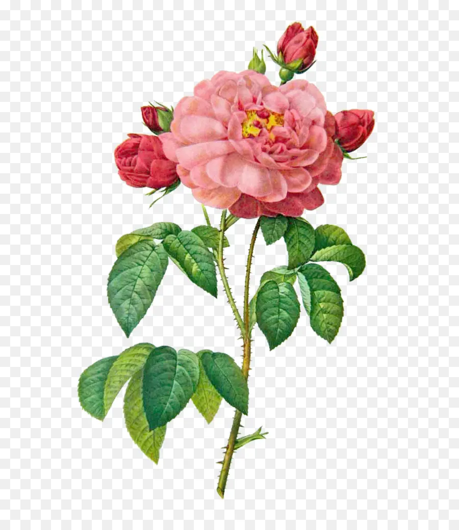 Francés Rose，La Mayoría De Las Hermosas Flores PNG