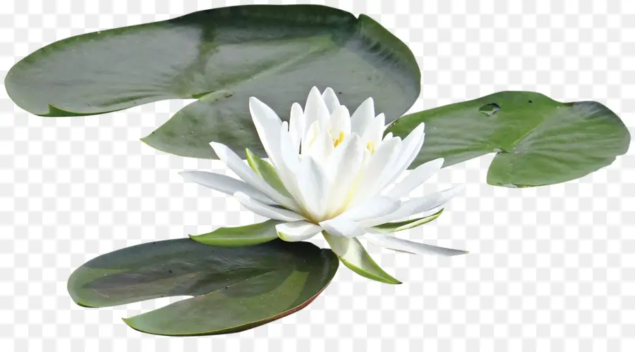 Loto Blanco，Flor PNG