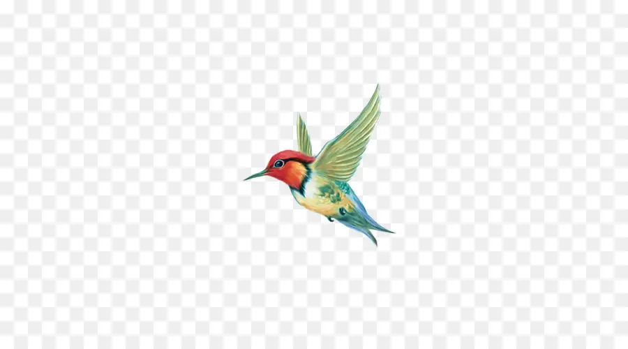 Colibrí，Vuelo PNG