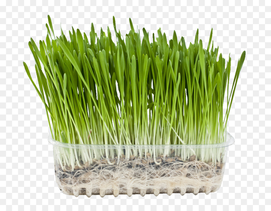 La Cebada，Wheatgrass PNG