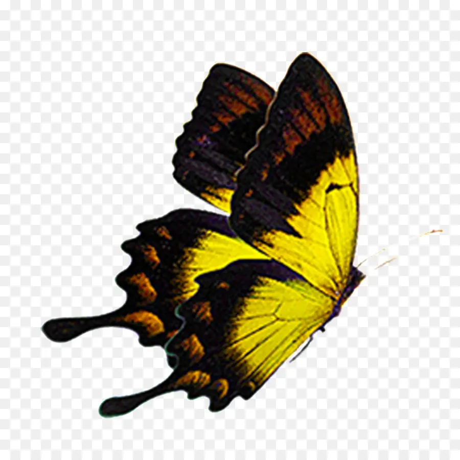 Mariposa，Alas PNG