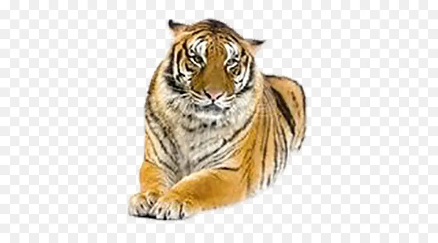 Tigre，Felino De Gran Tamaño PNG