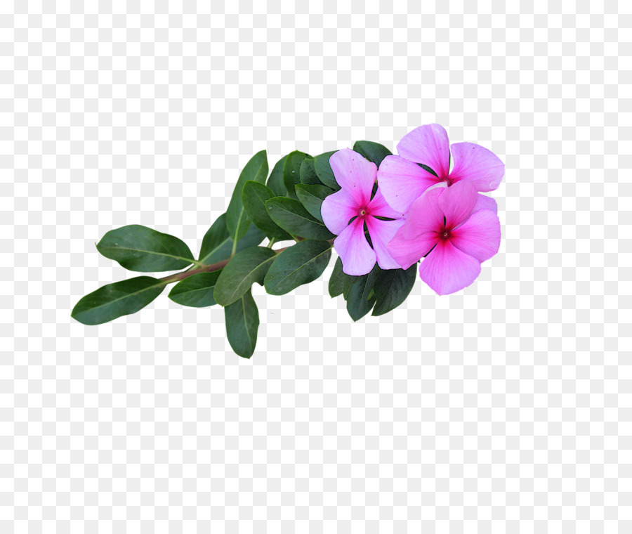 Pétalo，Flor PNG