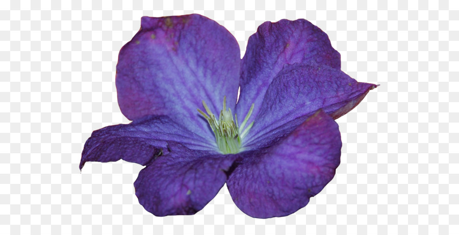 Cuero Flor，El Geranio PNG