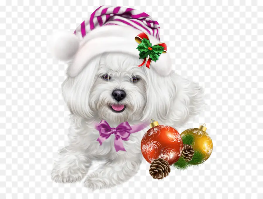 Perro Maltés，Shih Tzu PNG